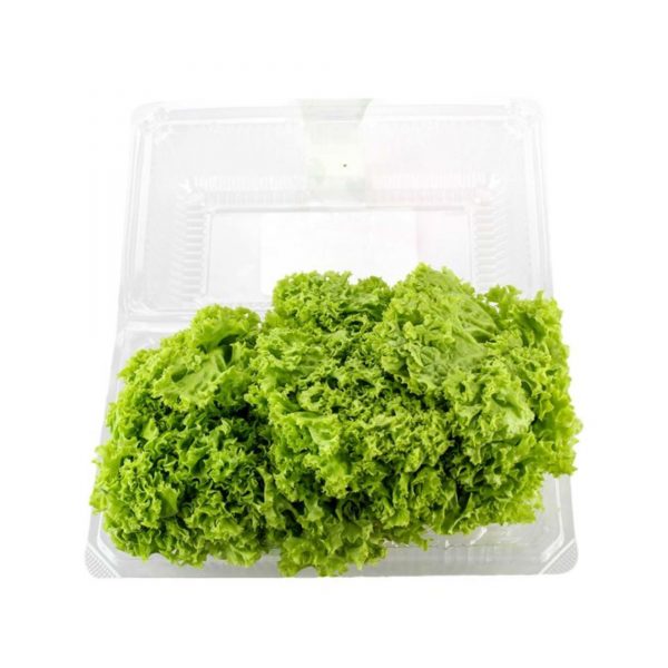 Green Coral Lettuce