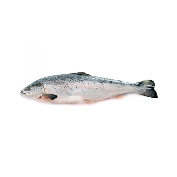 Norwegian Whole Salmon Trout
