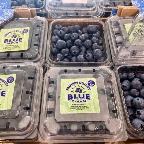 Morocco Premium Blueberries Tray