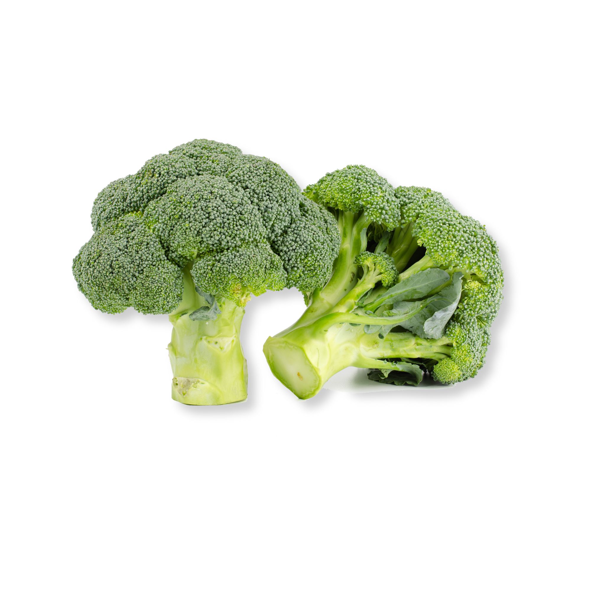 Fresh Broccoli Fresh Broccoli