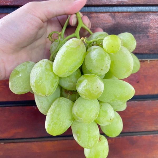 US Green Envy Grapes