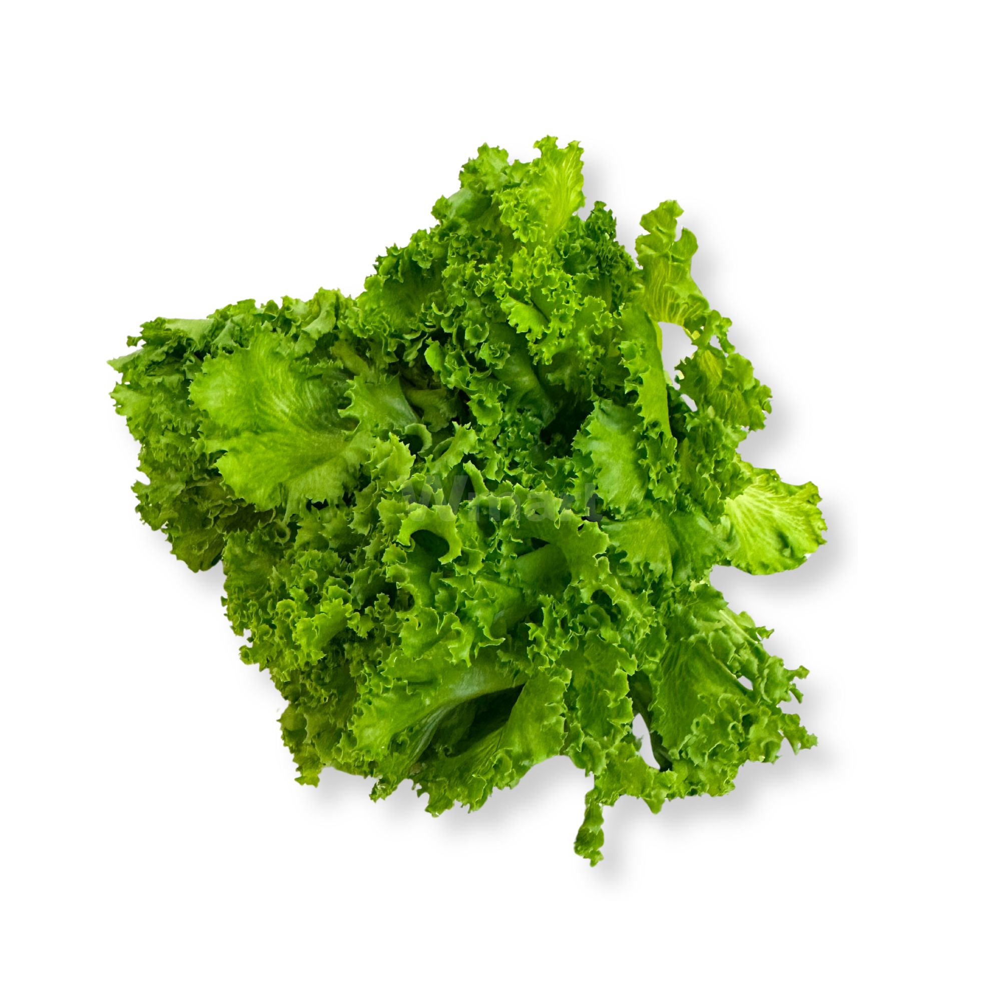Pesticide-Free Batavia Lettuce Pesticide-Free Batavia Lettuce